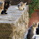 Illustration for article titled This Is The One Thing That People Never Understand About Cats